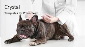  Presentation with clinic - Slides having hypodermic needle - veterinarian vaccinating dog in clinic background and a white colored foreground