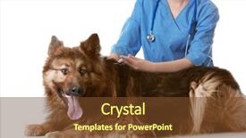  Presentation with parasitology helminths toxocara canis dog - Beautiful PPT theme featuring hypodermic needle - veterinarian vaccinating dog on white backdrop and a tawny brown colored foreground