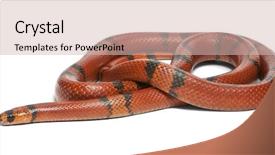  Presentation with milk pathogen - Colorful PPT layouts enhanced with hypomelanistic aberrant honduran milk snake backdrop and a soft green colored foreground