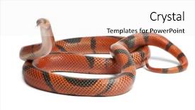  Presentation with lentil milk - Audience pleasing theme consisting of hypomelanistic aberrant honduran milk snake backdrop and a white colored foreground