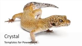  Presentation with cartoon leopard - Slides enhanced with hypomelanistic leopard gecko eublepharis macularius background and a white colored foreground