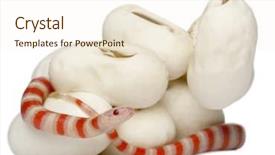  Presentation with milk smoothies - Cool new presentation with hypomelanistic milk snake or milksnake backdrop and a  colored foreground