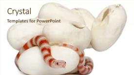  Presentation with lentil milk - Amazing PPT theme having hypomelanistic milk snake or milksnake backdrop and a  colored foreground