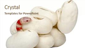  Presentation with white milk - Colorful slides enhanced with hypomelanistic milk snake or milksnake backdrop and a  colored foreground