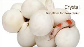  Presentation with white milk - Beautiful theme featuring hypomelanistic milk snake or milksnake backdrop and a  colored foreground