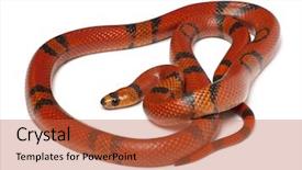  Presentation with white milk - Amazing slide deck having hypomelanistique honduran milk snake lampropeltis backdrop and a  colored foreground