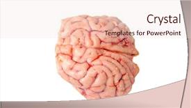  Presentation with brain - Theme featuring hypothalamus - brain of a black-tailed deer background and a lemonade colored foreground