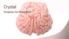  Presentation with science concept painted black brain - PPT theme enhanced with hypothalamus - brain of a black-tailed deer background and a lemonade colored foreground