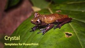  Presentation with ecuador - Cool new slide set with hypsiboas geographicus an exotic amphibian backdrop and a tawny brown colored foreground