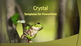  Presentation with frog - Presentation consisting of hypsiboas riojanus a tropical amphibian background and a tawny brown colored foreground