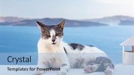  Presentation with stone - Slide deck featuring ias - cat lying on stone wall background and a light blue colored foreground