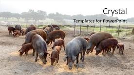 Presentation with pigs - Theme having iberian pigs grazing background and a white colored foreground
