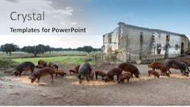  Presentation with pigs - Presentation design having iberian pigs grazing in a farm in the countryside of extremadura background and a light blue colored foreground
