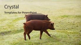  Presentation with pigs - Slide deck with iberian pigs grazing background and a soft green colored foreground