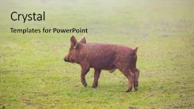  Presentation with pigs - PPT layouts having iberian pigs grazing background and a soft green colored foreground