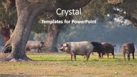  Presentation with grazing - PPT theme enhanced with iberian-pigs-grazing background and a dark gray colored foreground