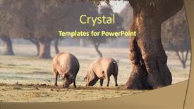  Presentation with grazing - Amazing slide set having iberian-pigs-grazing backdrop and a tawny brown colored foreground