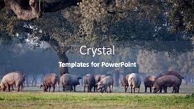  Presentation with pigs - Colorful presentation design enhanced with iberian-pigs-grazing backdrop and a ocean colored foreground