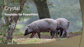  Presentation with pigs - Slides having iberian-pigs-grazing background and a dark gray colored foreground