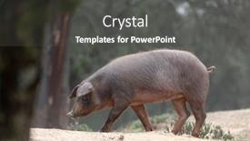  Presentation with pigs - Beautiful slides featuring iberian-pigs-grazing backdrop and a dark gray colored foreground