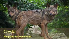  Presentation with wolf - PPT theme enhanced with iberian-wolf-canis-lupus-signatus background and a tawny brown colored foreground