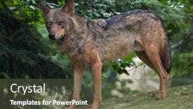  Presentation with animal - Slide set consisting of iberian wolf canis lupus signatus background and a tawny brown colored foreground