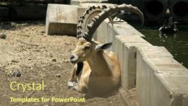  Presentation with israel - Cool new PPT theme with ibex-in-reserve-park-israel backdrop and a violet colored foreground