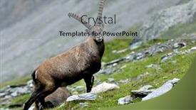  Presentation with alps - Slide deck featuring ibex-in-the-austrian-alps background and a light gray colored foreground