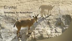  Presentation with area - Slide deck having ibex-in-the-dead-sea background and a soft green colored foreground