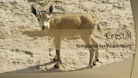  Presentation with area - Slide set featuring ibex-in-the-dead-sea background and a  colored foreground
