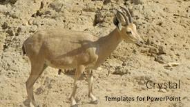  Presentation with area - Audience pleasing slide set consisting of ibex-in-the-dead-sea backdrop and a  colored foreground