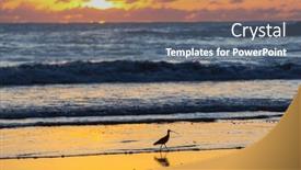  Presentation with florida - Presentation design having ibis-in-a-everglades-national background and a  colored foreground