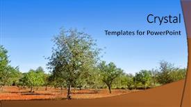  Presentation with fig tree - PPT layouts featuring ibiza island mixed fig tree background and a light blue colored foreground