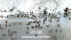  Presentation with winter ice - PPT theme having ice bath - ducks in the winter pond background and a gray colored foreground