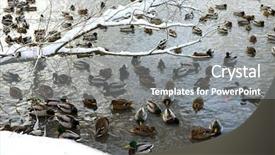  Presentation with baby ducks chicks and blocks - Theme featuring ice bath - gray ducks floated background and a gray colored foreground