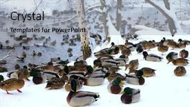  Presentation with winter ice - Presentation having ice bath - gray ducks on the shore background and a light blue colored foreground