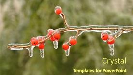  Presentation with berries - Colorful PPT theme enhanced with ice-encased berries of winterberry ilex verticillata backdrop and a tawny brown colored foreground