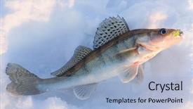  Presentation with released - Amazing slides having ice fishing - walleye caught on jig lure backdrop and a light blue colored foreground