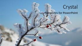  Presentation with ice frozen - Amazing presentation design having ice plant - frozen briar on a background backdrop and a light blue colored foreground