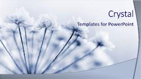  Presentation with water drops in blue tone - Presentation design enhanced with ice plant - frozen flower in blue tone background and a sky blue colored foreground