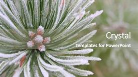  Presentation with winter forest - Slide set with ice plant - natural background from winter forest background and a gray colored foreground