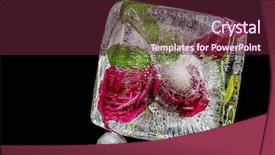  Presentation with roses - Colorful presentation enhanced with ice sculpture with red roses backdrop and a  colored foreground