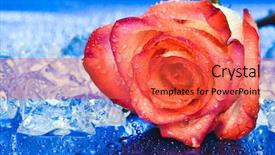  Presentation with blue rose - Cool new slides with ice with rose on blue backdrop and a red colored foreground