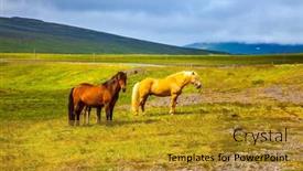  Presentation with iceland - PPT layouts featuring iceland-herd-of-horses background and a gold colored foreground
