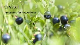  Presentation with blueberries - Slide deck with broughton bay on the northern tip of the gower peninsula swansea background and a dark gray colored foreground