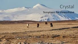  Presentation with iceland - PPT theme having icelandic-horse-grazing background and a light blue colored foreground