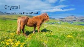  Presentation with denmark - PPT layouts enhanced with icelandic-horse-on-a-summer background and a light blue colored foreground