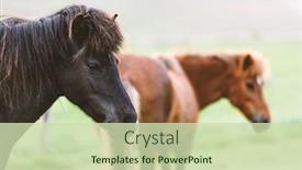  Presentation with portrait of a horse - Presentation theme enhanced with icelandic-horse-portrait-close-up background and a soft green colored foreground