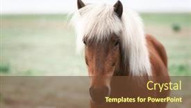  Presentation with horse - Colorful PPT layouts enhanced with icelandic horse portrait close up backdrop and a tawny brown colored foreground