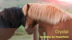  Presentation with portrait of a horse - Amazing slide set having icelandic horse portrait close up backdrop and a tawny brown colored foreground